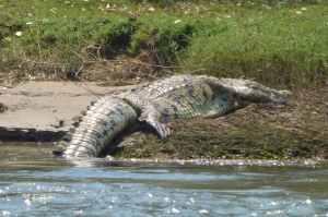 23  Crocodile