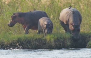 28 Hippos on the bank