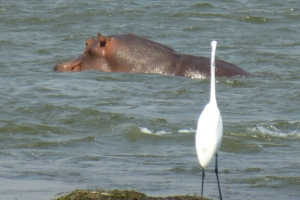 29 Hippo and egret